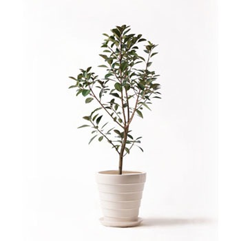 観葉植物 フランスゴムの木 8号 ノーマル サバトリア 白 付き HitoHana(ひとはな)