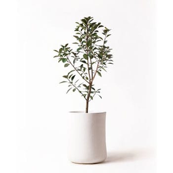 Ficus Rubiginosa 81 観葉植物 フランスゴムの木 8号 ノーマル バスク ミドル ホワイト 付き 贈答用 名入れ 1鉢 Hitohana ひとはな 通販サイトmonotaro