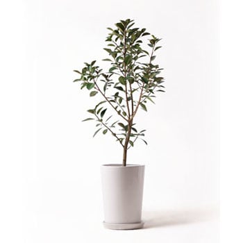 Ficus Rubiginosa 92 観葉植物 フランスゴムの木 8号 ノーマル Lo ラウンド 付き 1鉢 Hitohana ひとはな 通販サイトmonotaro