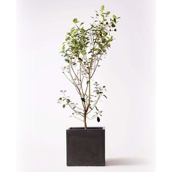 Ficus Rubiginosa 94 観葉植物 フランスゴムの木 10号 ノーマル ファイバークレイ 付き 1鉢 Hitohana ひとはな 通販サイトmonotaro
