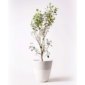 Ficus Rubiginosa 101 観葉植物 フランスゴムの木 10号 ノーマル ジュピター 白 付き 贈答用 名入れ 1鉢 Hitohana ひとはな 通販サイトmonotaro