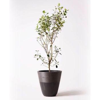 ficus-rubiginosa-102 観葉植物 フランスゴムの木 10号 ノーマル ジュピター 黒 付き 【贈答用 名入れ】 1鉢  HitoHana(ひとはな) 【通販モノタロウ】