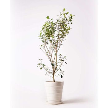 ficus-rubiginosa-106 観葉植物 フランスゴムの木 10号 ノーマル サバトリア 白 付き 1鉢 HitoHana(ひとはな)  【通販モノタロウ】