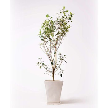 Ficus Rubiginosa 107 観葉植物 フランスゴムの木 10号 ノーマル スクエアハット 白 付き 1鉢 Hitohana ひとはな 通販サイトmonotaro