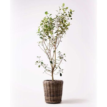 ficus-rubiginosa-112 観葉植物 フランスゴムの木 10号 ノーマル モンデリック ラタン 付き 1鉢 HitoHana(ひとはな)  【通販モノタロウ】