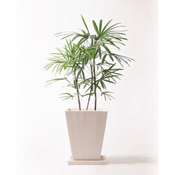 シュロチク　棕櫚竹　8号鉢　59 シュロチク 棕櫚竹 8号鉢 59 シュロチク 棕櫚竹 8号鉢 27 観葉植物