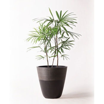 Syurotiku 66 観葉植物 シュロチク 棕櫚竹 8号 ジュピター 黒 付き 贈答用 名入れ 1鉢 Hitohana ひとはな 通販サイトmonotaro Syurotiku 66 観葉植物 シュロチク 棕櫚竹 8号 ジュピター 黒 付き 贈答用 名入れ 1鉢 Hitohana ひとはな 通販サイトmonotaro