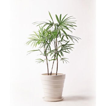 Syurotiku 74 観葉植物 シュロチク 棕櫚竹 8号 サバトリア 白 付き 1鉢 Hitohana ひとはな 通販サイトmonotaro