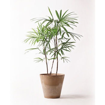 Syurotiku 91 観葉植物 シュロチク 棕櫚竹 8号 アートストーン ラウンド ベージュ 付き 1鉢 Hitohana ひとはな 通販サイトmonotaro