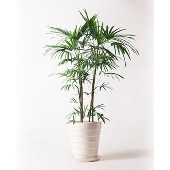 Syurotiku 106 観葉植物 シュロチク 棕櫚竹 10号 サバトリア 白 付き 1鉢 Hitohana ひとはな 通販サイトmonotaro