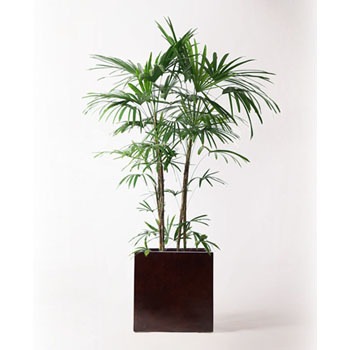 Syurotiku 109 観葉植物 シュロチク 棕櫚竹 10号 Moku キューブ 付き 1鉢 Hitohana ひとはな 通販サイトmonotaro