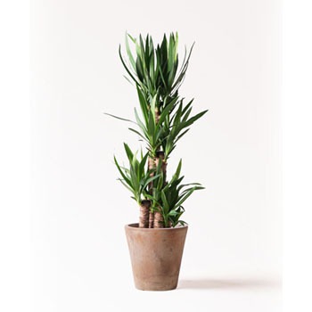 yucca-164 観葉植物 ユッカ 8号 ノーマル ルーガ アンティコ ソリッド 付き 1鉢 HitoHana(ひとはな) 【通販モノタロウ】