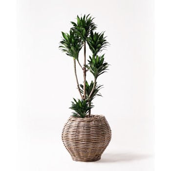 dracaena-compacta-38 観葉植物 ドラセナ コンパクター 8号 グレイラタン 付き 【贈答用 名入れ】 1鉢  HitoHana(ひとはな) 【通販モノタロウ】