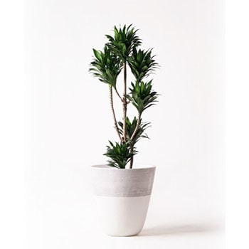 dracaena-compacta-45 観葉植物 ドラセナ コンパクター 8号 ジュピター 白 付き 1鉢 HitoHana(ひとはな)  【通販モノタロウ】