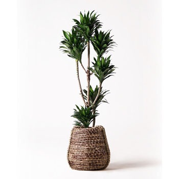 Dracaena Compacta 52 観葉植物 ドラセナ コンパクター 8号 リゲル 茶 付き 1鉢 Hitohana ひとはな 通販サイトmonotaro