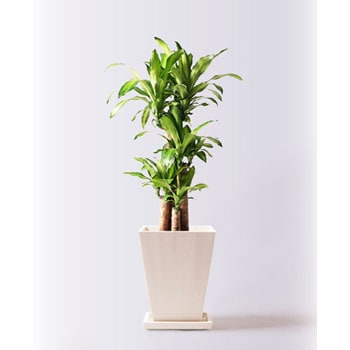 massangeana-86 観葉植物 ドラセナ 幸福の木 8号 ノーマル