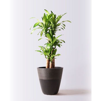 massangeana-93 観葉植物 ドラセナ 幸福の木 8号 ノーマル