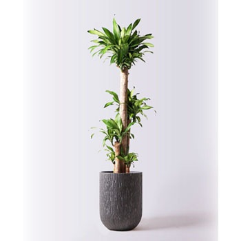 Massangeana 130 観葉植物 ドラセナ 幸福の木 10号 ノーマル カルディナトールダークグレイ 付き 1鉢 Hitohana ひとはな 通販サイトmonotaro