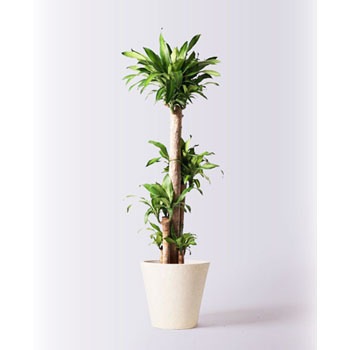 Massangeana 137 観葉植物 ドラセナ 幸福の木 10号 ノーマル フォリオソリッド クリーム 付き 1鉢 Hitohana ひとはな 通販サイトmonotaro