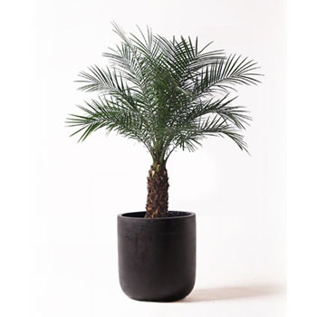 Phoenix Roebelenii 44 観葉植物 フェニックスロベレニー 8号 エルバ 黒 付き 贈答用 名入れ 1鉢 Hitohana ひとはな 通販サイトmonotaro Phoenix Roebelenii 44 観葉植物 フェニックスロベレニー 8号 エルバ 黒 付き 贈答用 名入れ 1鉢 Hitohana ひとはな 通販サイトmonotaro