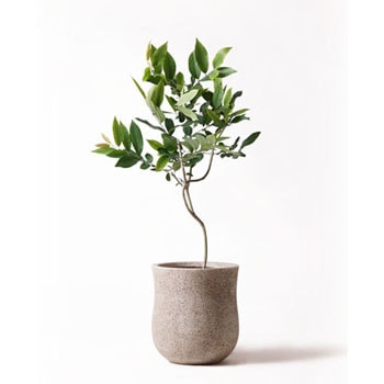 Amazon Olive 43 観葉植物 アマゾンオリーブ ムラサキフトモモ 8号 アローナラウンド ベージュ 付き 1鉢 Hitohana ひとはな 通販サイトmonotaro