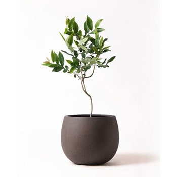 Amazon Olive 59 観葉植物 アマゾンオリーブ ムラサキフトモモ 8号 テラニアス ローバルーン アンティークブラウン 付き 贈答用 名入れ 1鉢 Hitohana ひとはな 通販サイトmonotaro