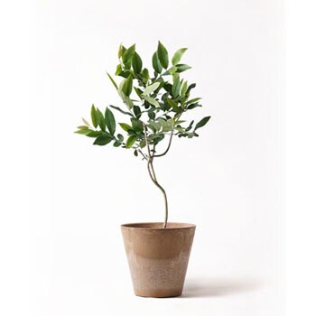 Amazon Olive 71 観葉植物 アマゾンオリーブ ムラサキフトモモ 8号 アートストーン ラウンド ベージュ 付き 贈答用 名入れ 1鉢 Hitohana ひとはな 通販サイトmonotaro