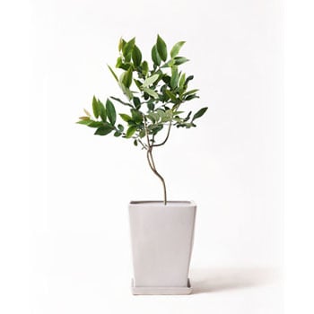 Amazon Olive 73 観葉植物 アマゾンオリーブ ムラサキフトモモ 8号 Lo スクエア 付き 1鉢 Hitohana ひとはな 通販サイトmonotaro