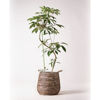 tupidanthus-35 観葉植物 ツピダンサス 10号 曲り リゲル 茶 付き 1鉢