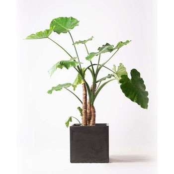 Alocasia 24 観葉植物 クワズイモ 10号 ファイバークレイ 付き 1鉢 Hitohana ひとはな 通販サイトmonotaro