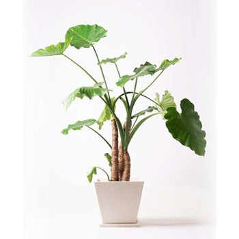 観葉植物 クワズイモ 10号 パウダーストーン 白 付き HitoHana(ひとはな)