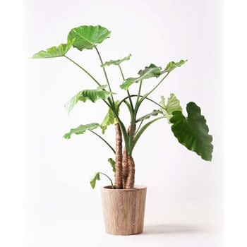 Amazon｜簡単 コンパクト 観葉植物 (サンセベリア)｜観葉植物