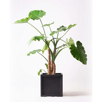 Alocasia 38 観葉植物 クワズイモ 10号 ブリティッシュキューブ 付き 1鉢 Hitohana ひとはな 通販サイトmonotaro