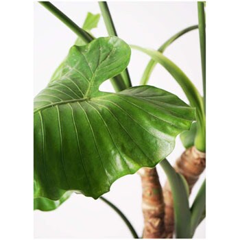 Alocasia 40 観葉植物 クワズイモ 10号 フォリオソリッド クリーム 付き 1鉢 Hitohana ひとはな 通販サイトmonotaro