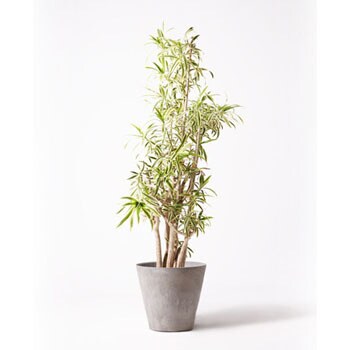 dracaena-song-of-india-43 観葉植物 ドラセナ ソング オブ インディア 10号 アートストーン ラウンド グレー 付き 1鉢  HitoHana(ひとはな) 【通販モノタロウ】