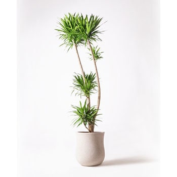 観葉植物 ドラセナ ナビー dracaena-nabi-27 観葉植物 ドラセナ ナビー 10号 股作り アローナ