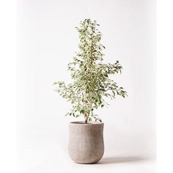 ficus-benjamina-209 観葉植物 フィカス ベンジャミン 8号 スターライト アローナラウンド ベージュ 付き 1鉢  HitoHana(ひとはな) 【通販モノタロウ】