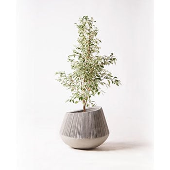 ficus-benjamina-216 観葉植物 フィカス ベンジャミン 8号 スター 