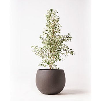 Ficus Benjamina 225 観葉植物 フィカス ベンジャミン 8号 スターライト テラニアス ローバルーン アンティークブラウン 付き 1鉢 Hitohana ひとはな 通販サイトmonotaro