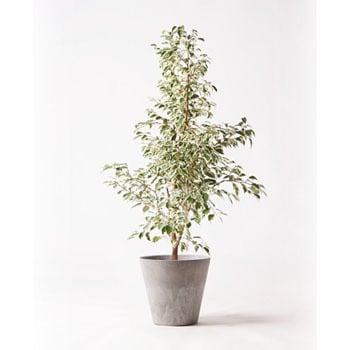 Ficus Benjamina 236 観葉植物 フィカス ベンジャミン 8号 スターライト アートストーン ラウンド グレー 付き 1鉢 Hitohana ひとはな 通販サイトmonotaro