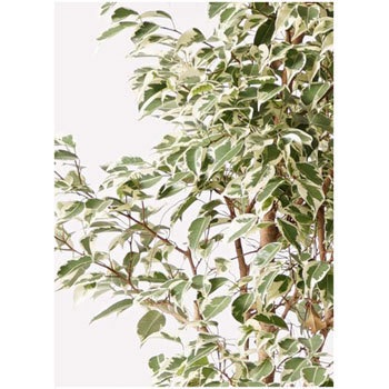 Ficus Benjamina 236 観葉植物 フィカス ベンジャミン 8号 スターライト アートストーン ラウンド グレー 付き 1鉢 Hitohana ひとはな 通販サイトmonotaro