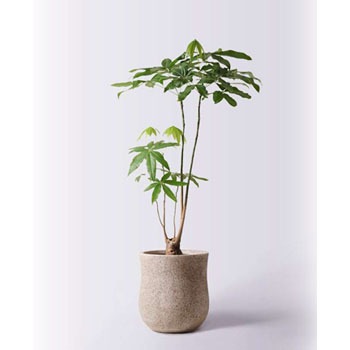 pachira-350 観葉植物 パキラ 8号 股仕立て アローナラウンド pachira-350 観葉植物 パキラ 8号 股仕立て アローナラウンド