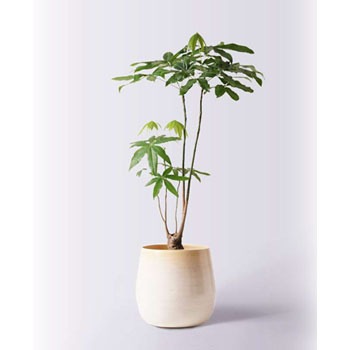 観葉植物 パキラ 8号 股仕立て ササール 白 付き HitoHana(ひとはな)