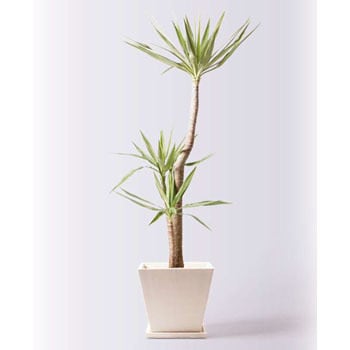 Yucca 228 観葉植物 ユッカ 10号 斑入り パウダーストーン 白 付き 1鉢 Hitohana ひとはな 通販サイトmonotaro