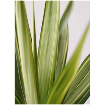 Yucca 243 観葉植物 ユッカ 10号 斑入り フォリオソリッド クリーム 付き 1鉢 Hitohana ひとはな 通販サイトmonotaro