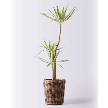 ユッカ 観葉植物 角型鉢付き （ユッカ（バスケット・尺鉢