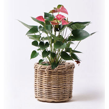 観葉植物 アンスリウム 6号 ピンクチャンピオン グレイラタン 付き Hitohana ひとはな 観葉植物アンスリウム 通販モノタロウ Anthurium 40