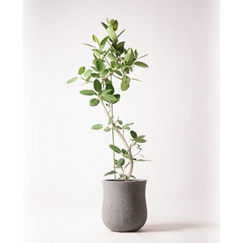 観葉植物 フィカス ベンガレンシス 10号 曲り アローナラウンド グレイ 付き HitoHana(ひとはな)