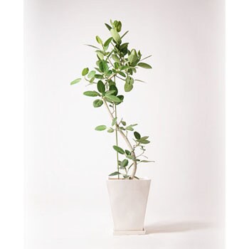 Ficus Benghalensis 246 観葉植物 フィカス ベンガレンシス 10号 曲り スクエアハット 白 付き 1鉢 Hitohana ひとはな 通販サイトmonotaro