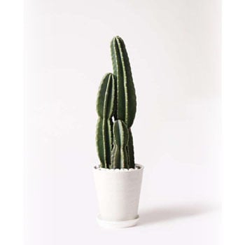 観葉植物 柱サボテン 8号 プラスチック鉢 Hitohana ひとはな 観葉植物柱サボテン 通販モノタロウ Pillar Cactus 1